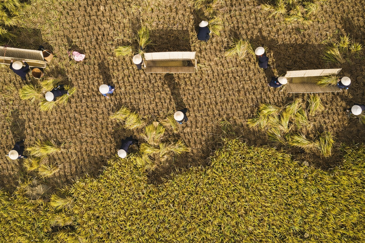 Rice harvesting season in Quynh Son Village